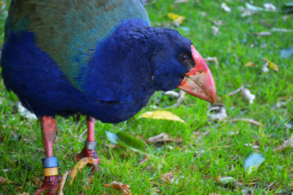Te Anau 必遊景點#3 - Te Anau Bird Sanctuary (蒂阿瑙鳥類保護園區)