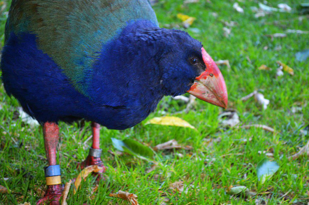 Te Anua 必玩活動 4 : Te Anau Bird Sanctuary (蒂阿瑙鳥類保護園區)