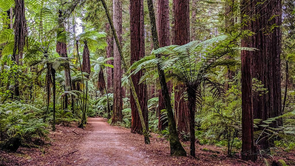 羅托魯瓦 Rotorua 必遊景點 #2 - Redwoods (紅木森林公園)