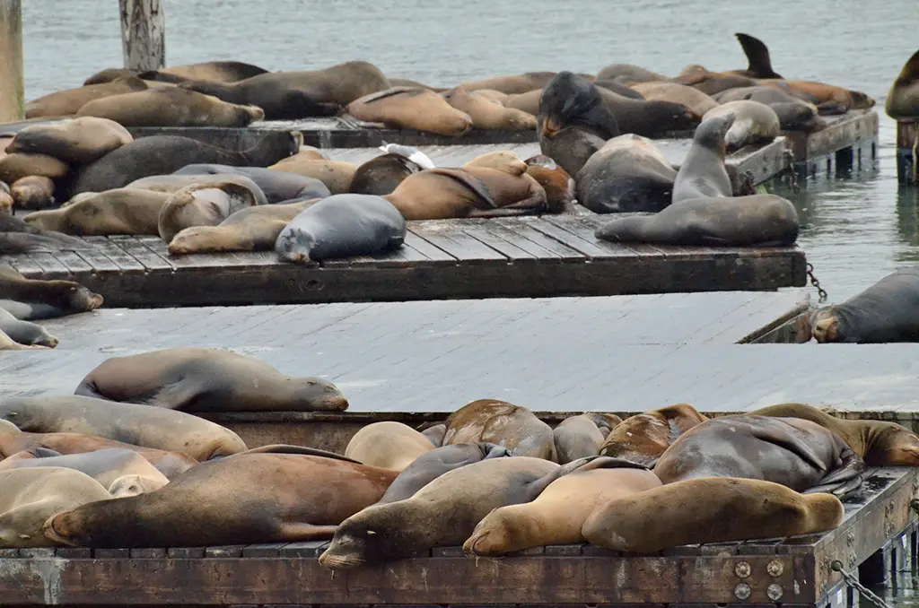 24-05_Pier 39