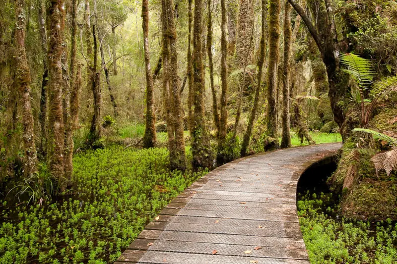 9-06_Swamp Forest Walk