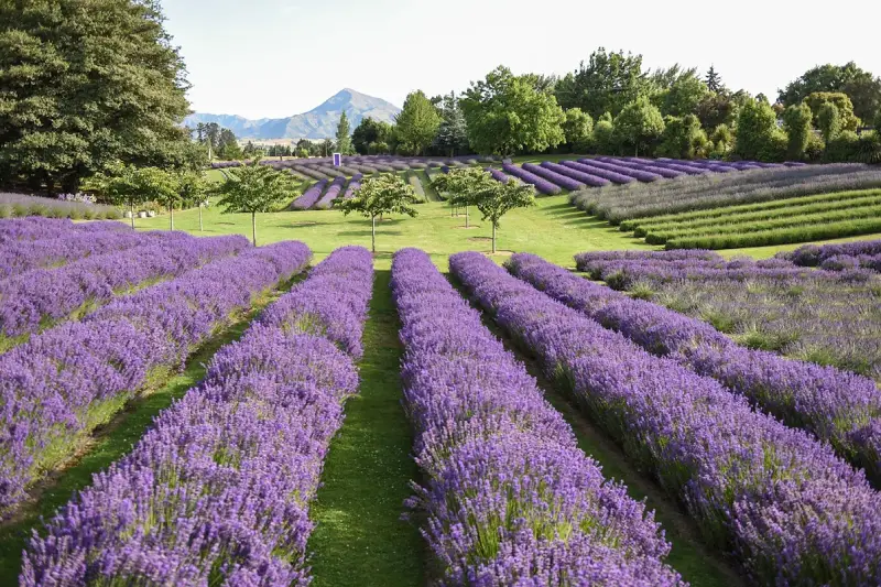 10-18_Wanaka Lavender Farm