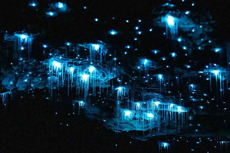 19-05_Glowworm_2