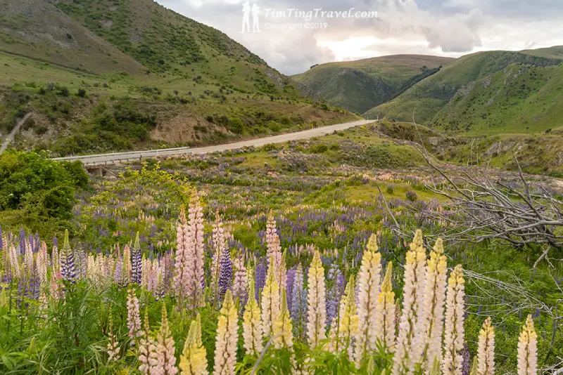 32-01 Lupin Flower Sea Queenstown 到 Mt. Cook 景點推薦 1. Lupin Flower Sea @Hwy8 ( 8 號景觀公路魯冰花海)