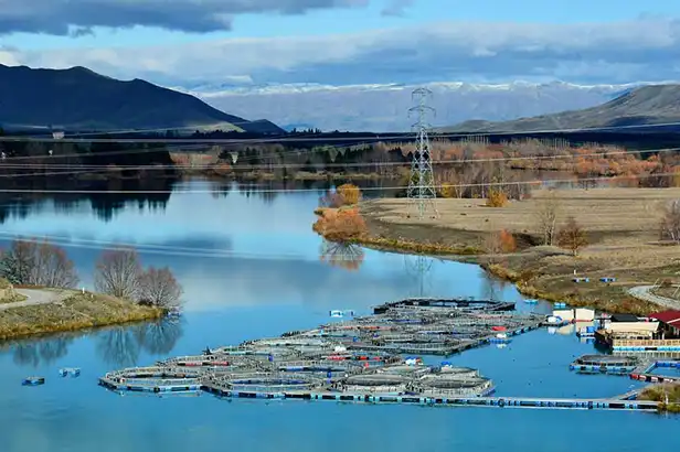 32-06_High Country Salmon 2 Queenstown 到 Mt. Cook 景點推薦 4. High Country Salmon (高地鄉村鮭魚)