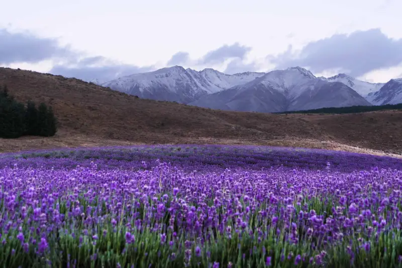 32-17_Alpine Lavender Queenstown 到 Mt. Cook 景點推薦 7. NZ Alpine Lavender (紐西蘭高山薰衣草農場)