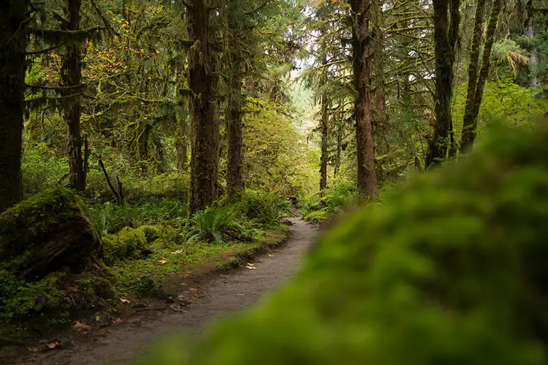 33-38_Olympic National Park