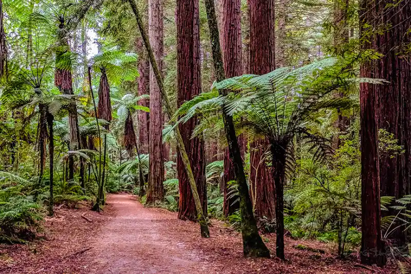 34-03 Redwoods (1) Rotorua (羅托魯瓦) 景點推薦 2. Redwoods (紅木森林公園)