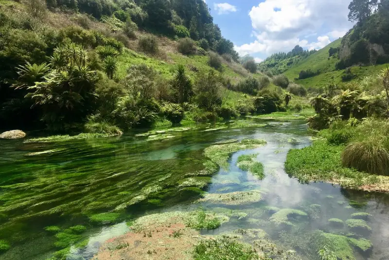41-20_Blue Spring Putaruru Hamilton (漢美頓) 外圍景點推薦 7. Blue Spring Putaruru (藍泉)