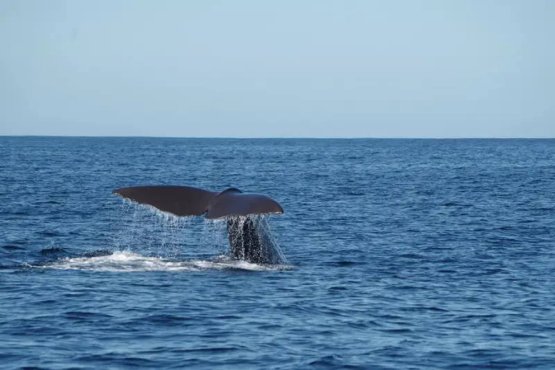52-10_Whale-watch-kaikoura